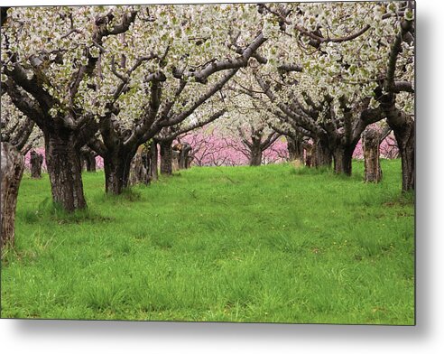Orchard Metal Print featuring the photograph Fruit Orchard by Douglas Pulsipher