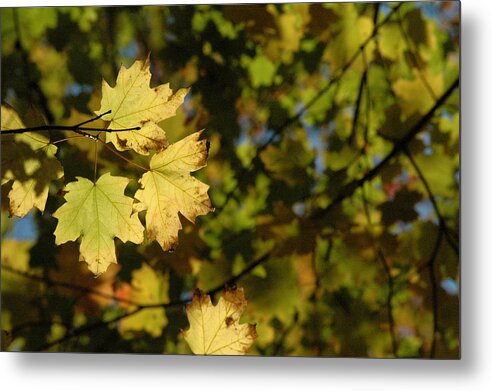 Yellow. Leaves Metal Print featuring the photograph Golden Morning by Trish Hale