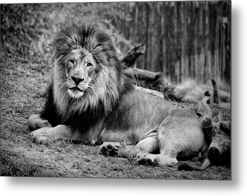 Lion Metal Print featuring the photograph Gorgeous Male Lion San Diego CA by Lawrence Knutsson