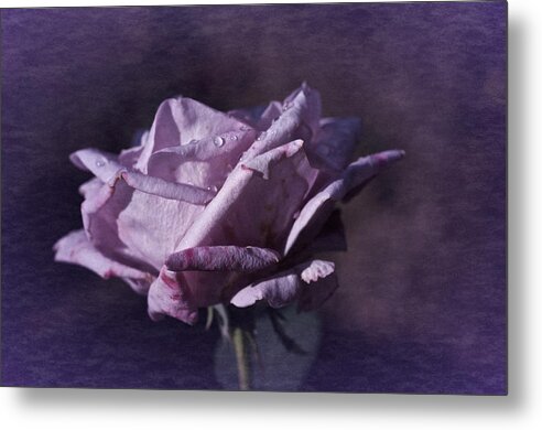 Rose Metal Print featuring the photograph Mid September Purple Rose by Richard Cummings