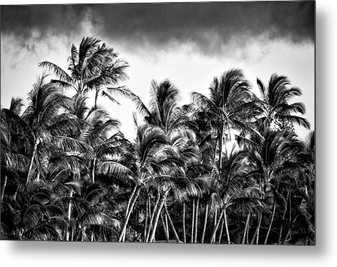 Wind Metal Print featuring the photograph Palms in the Hawaiian Trade Winds by Lawrence Knutsson