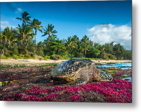 Sea Turtle Glow Metal Print featuring the photograph Sea Turtle Glow by Leonardo Dale