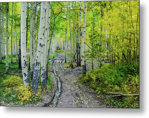 Aspens Metal Print featuring the photograph Aspen Road by Johnny Boyd