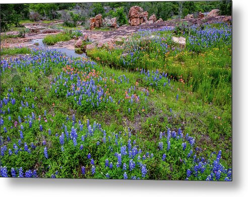 Texas Wildflowers Metal Print featuring the photograph Bluebonnet Stream by Johnny Boyd