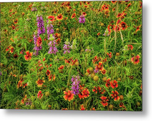 Texas Wildflowers Metal Print featuring the photograph Horsemint And Indian Blankets by Johnny Boyd
