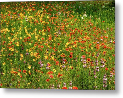 Texas Wildflowers Metal Print featuring the photograph Indian Blanket Spring by Johnny Boyd