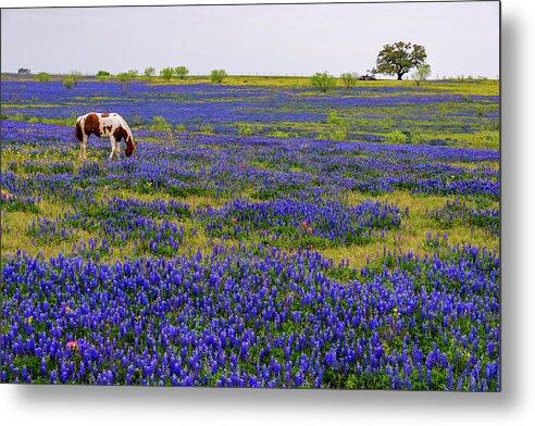 Austin Metal Print featuring the photograph Lonely Paint by Johnny Boyd