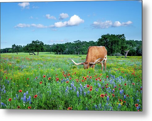Texas Wildflowers Metal Print featuring the photograph Longhorn In Bluebonnets by Johnny Boyd