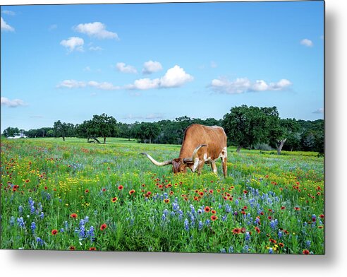 Texas Wildflowers Metal Print featuring the photograph Longhorns In Bluebonnets II by Johnny Boyd