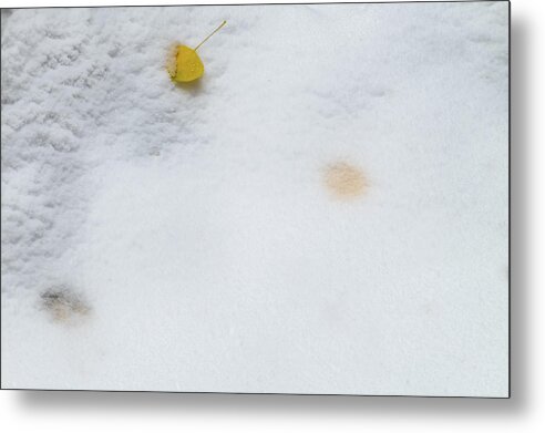 Aspens Metal Print featuring the photograph Snow Covered Aspen Leaves by Johnny Boyd