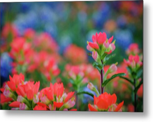 Texas Bluebonnets Metal Print featuring the photograph Standing Tall by Johnny Boyd