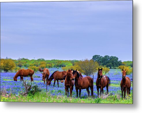 Austin Metal Print featuring the photograph Studs by Johnny Boyd