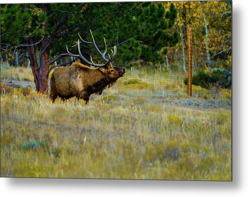 Aspens Metal Print featuring the photograph Wisdom of the Wapiti by Johnny Boyd