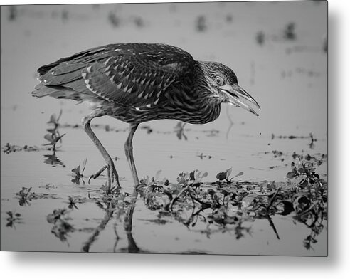 Full Length Metal Print featuring the photograph American Bittern Fishing by Mike Fusaro