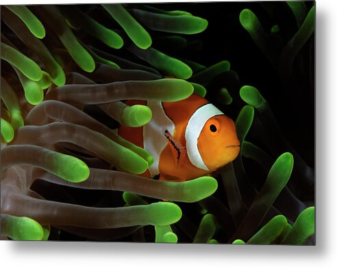 Anemonefish Metal Print featuring the photograph Anemonefish #1 by Todd Winner