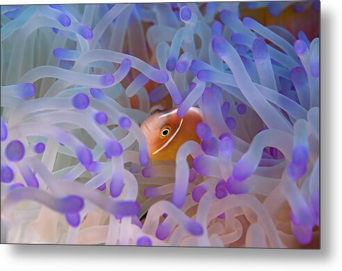 Fish Metal Print featuring the photograph Anemonefish 2 by Tanya G Burnett