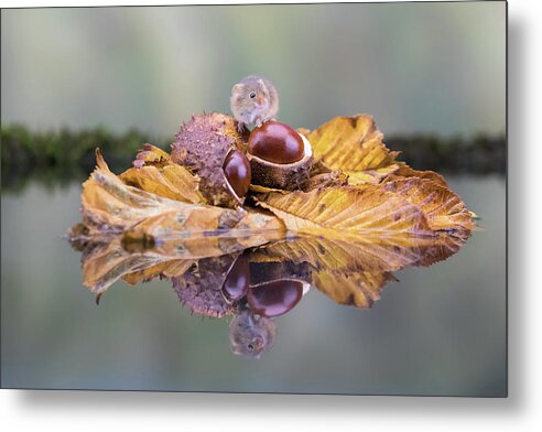 Mouse Metal Print featuring the photograph Autumn vibe by Erika Valkovicova