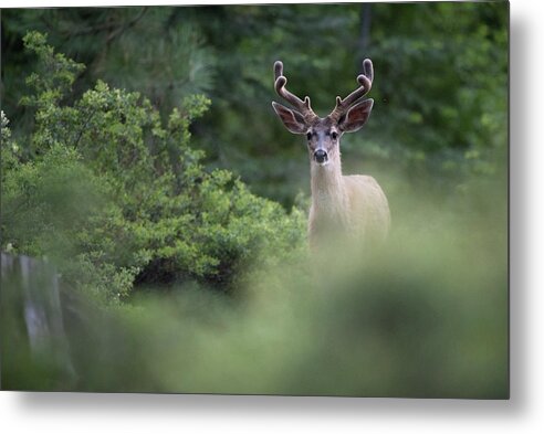 Alert Metal Print featuring the photograph Black Tail Deer by Mike Fusaro