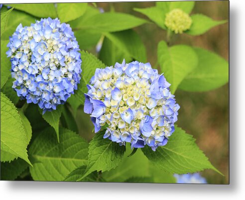 Colors Metal Print featuring the photograph Blue Hydrangea Deux by Tanya Owens
