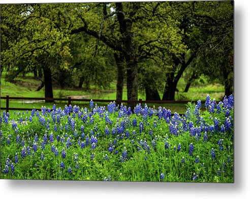 Texas Bluebonnets Metal Print featuring the photograph Bluebonnet Fence by Johnny Boyd