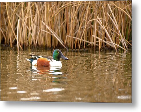 Fine Art Portrait Metal Print featuring the photograph Drake Northern Shoveler Duck by Mike Fusaro