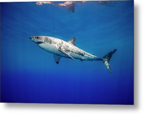 Shark Metal Print featuring the photograph Great white shark by Todd Winner