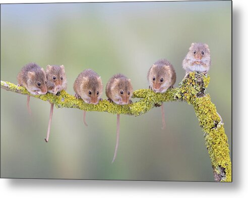 Cute Metal Print featuring the photograph Harvest mouse gang by Erika Valkovicova