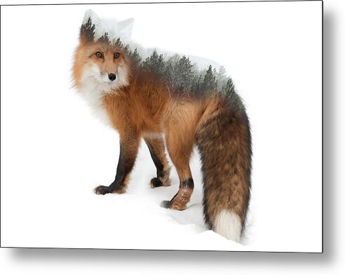 Fox Metal Print featuring the photograph Home of the Red Fox Puzzle by Scott Slone