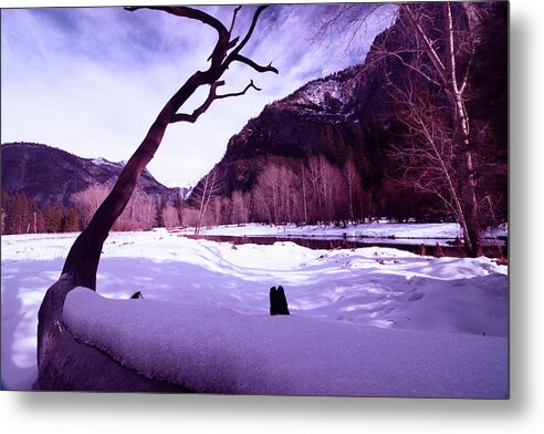 Landscape Metal Print featuring the photograph Icing On A Fallen Tree by Walter Fahmy