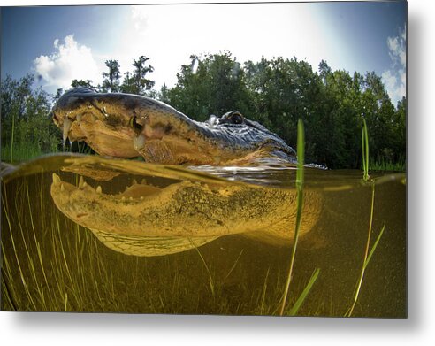 American Alligator Metal Print featuring the photograph Open wide, alligator by Todd Winner