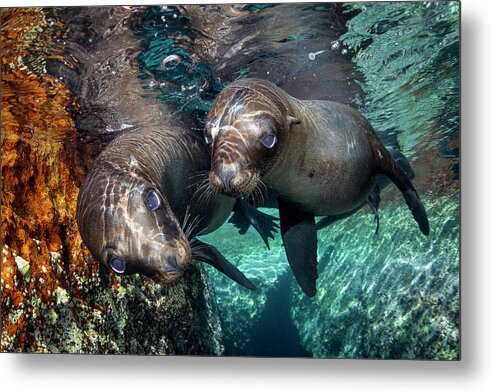 California Sea Lion Metal Print featuring the photograph Pair of California Sea Lions by Todd Winner