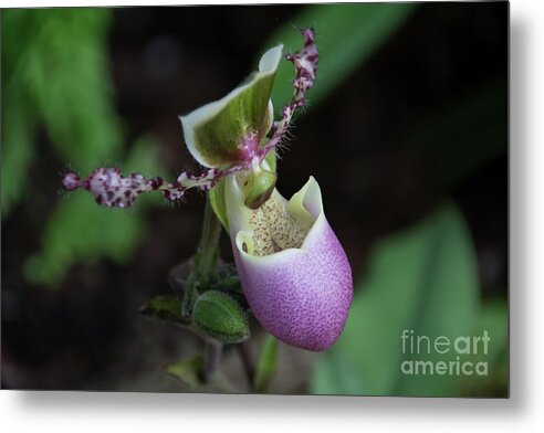 Nature Metal Print featuring the photograph Purple orchid by Agnes Caruso