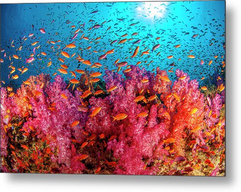 Invertebrates Metal Print featuring the photograph Soft Coral Reef by Todd Winner
