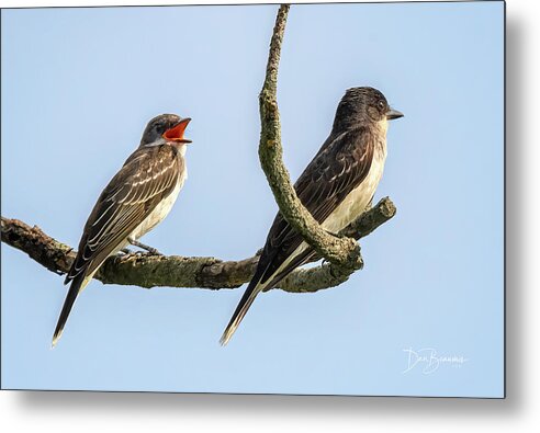 Kingbird Metal Print featuring the photograph You Never Listen To Me by Dan Beauvais