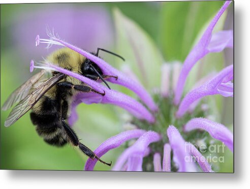 Canada Metal Print featuring the photograph Bee's dinner by Agnes Caruso