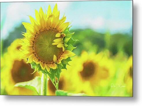 Sunflower Metal Print featuring the photograph Unfolding by Pam DeCamp