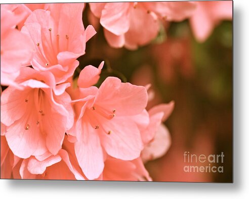 Cathy Dee Janes Metal Print featuring the photograph Azalea Victorian by Cathy Dee Janes