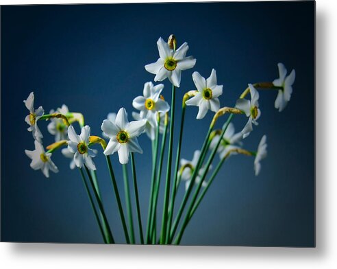 White Flower Metal Print featuring the photograph White Narcissus On A Dark Blue Background by Vlad Baciu