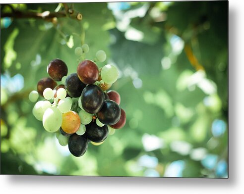 Berries Metal Print featuring the photograph Grapes by Yekaterina Grigoryeva