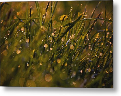 Landscape Metal Print featuring the photograph Breath of Rain by Everett Houser