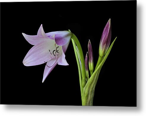 Pink Floyd Metal Print featuring the photograph Budding Lily by Ken Barrett