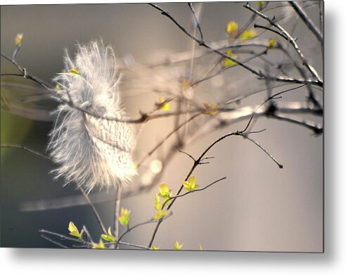 Blue Metal Print featuring the photograph Captured small feather_03 by Vlad Baciu