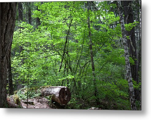Lighting Up Metal Print featuring the photograph Lighting Up My World Forest Photography by Omashte by Omaste Witkowski