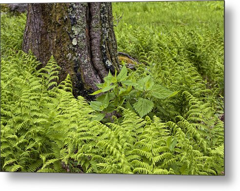 Mountain Green Ferns Metal Print featuring the photograph Mountain Green Ferns by Ken Barrett
