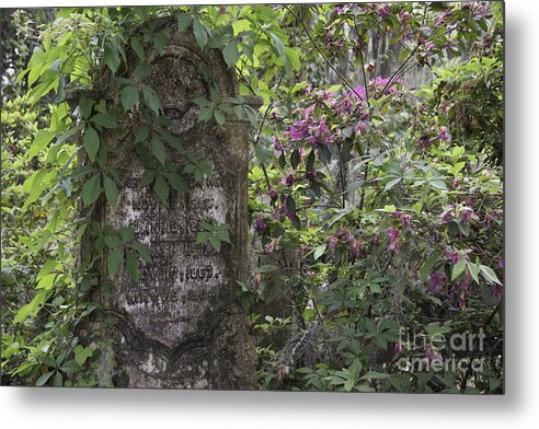 Bonaventure Cemetery Metal Print featuring the photograph Nature Conquers All by Jeannette Hunt