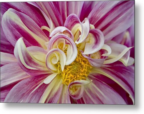 Pink & White Dahlia Metal Print featuring the photograph Pink and White Dahlia by Ken Barrett