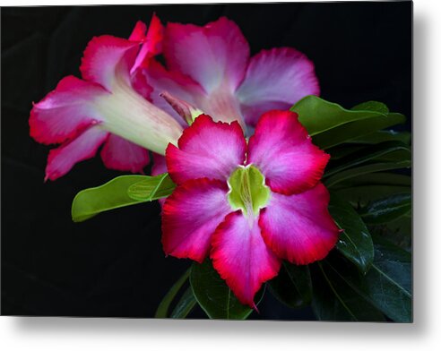 Red Tropical Flower Metal Print featuring the photograph Red Tropical Flower by Ken Barrett