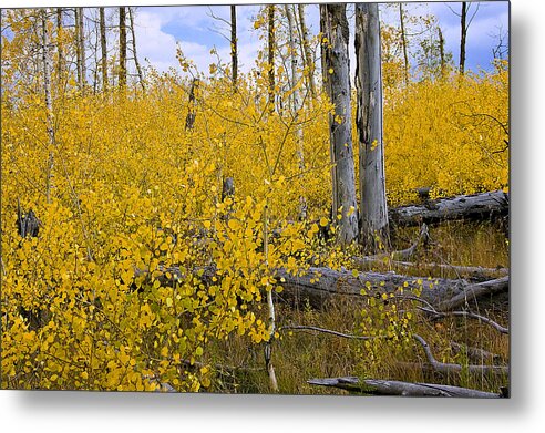 Yellow Metal Print featuring the photograph Yellow in Grand Teton by Ken Barrett