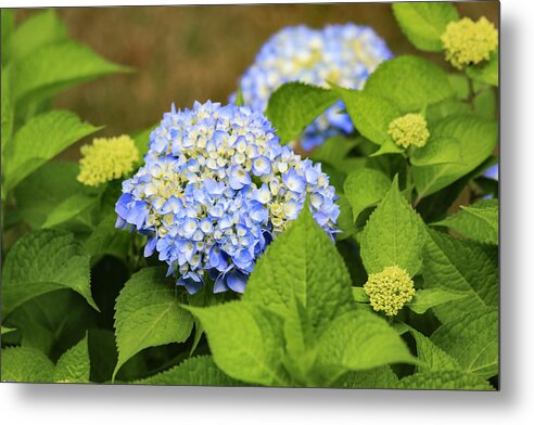Rhode Island Metal Print featuring the photograph Blue Hydrangea by Tanya Owens