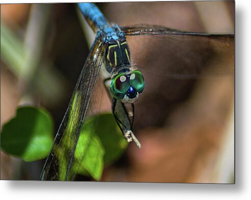 Insect Metal Print featuring the photograph Dragonfly Spirit by Portia Olaughlin